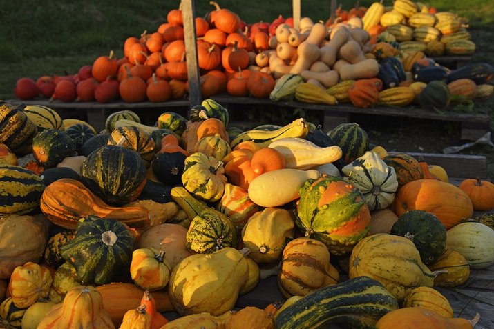 A typical sight in autumn: the pumpkin harvest